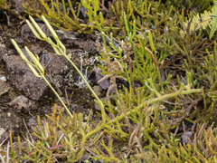 Lycopodium japonicum (Lycopodium japonicum)