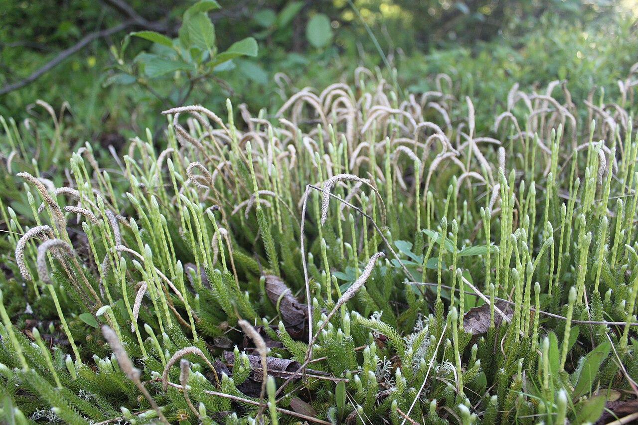 One-cone clubmoss: Lycopodium lagopus in Charlevoix, QC, Canada