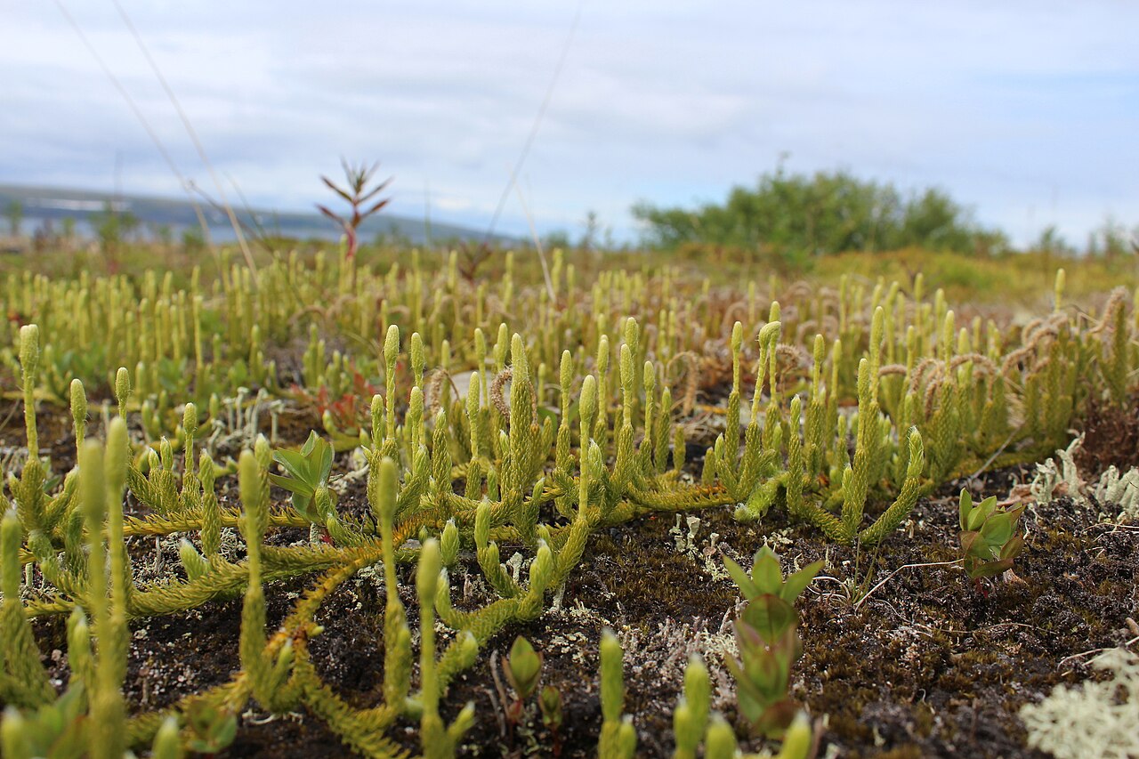 One-cone clubmoss: Lycopodium lagopus in Pechengsky District, Murmansk Oblast, Russia