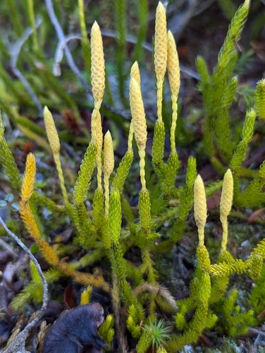 One-cone clubmoss (Lycopodium lagopus)