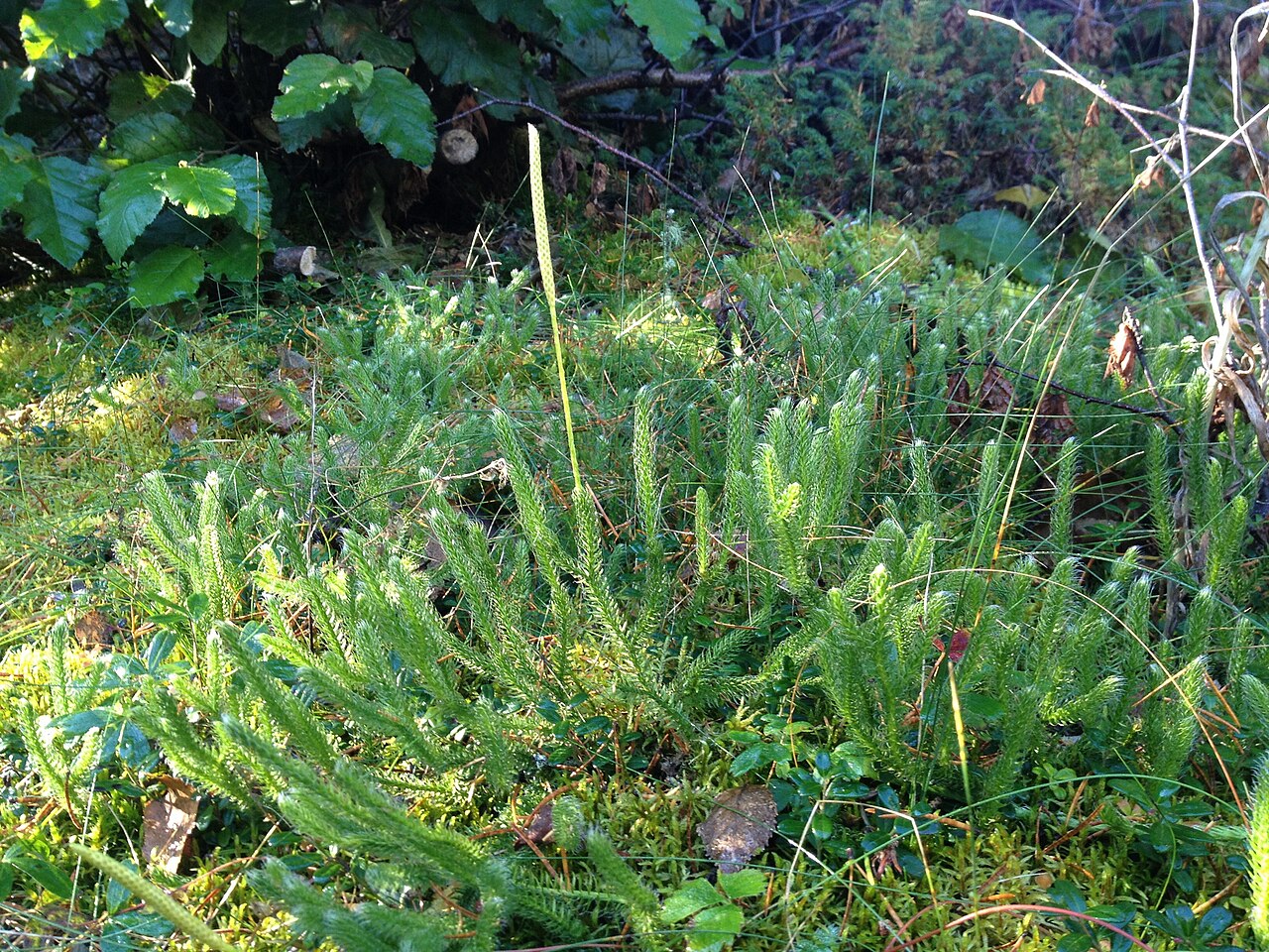 One-cone clubmoss: Lycopodium lagopus in Tadoussac, QC, CA