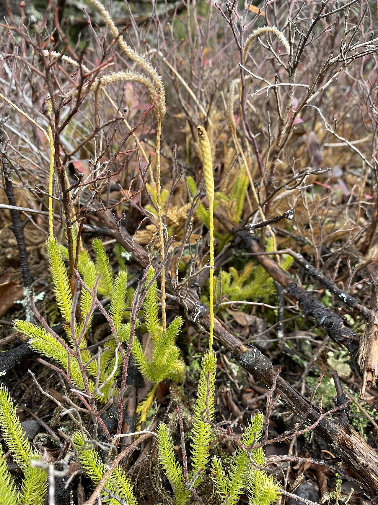 One-cone clubmoss: Lycopodium lagopus - Arctic stag's-horn clubmoss - at Franklin, Maine, Appalachian National Scenic Trail, United States
