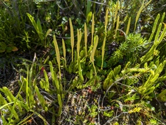 One-cone clubmoss (Lycopodium lagopus)
