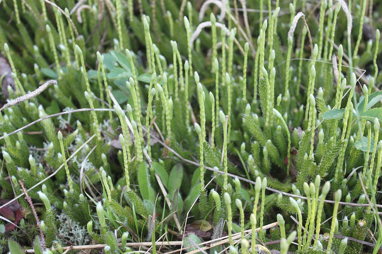 One-cone clubmoss: Lycopodium lagopus in Charlevoix, QC, Canada