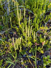 One-cone clubmoss (Lycopodium lagopus)