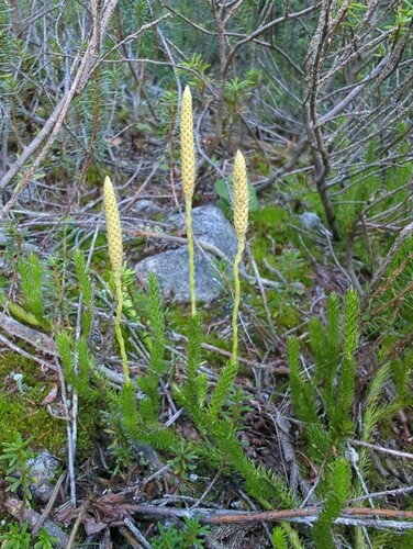 One-cone clubmoss (Lycopodium lagopus)