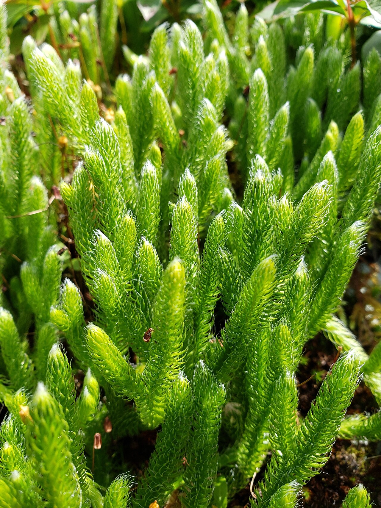 One-cone clubmoss: arctic stag's-horn clubmoss