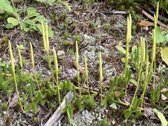 One-cone clubmoss (Lycopodium lagopus)