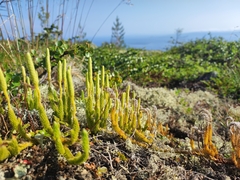 One-cone clubmoss (Lycopodium lagopus)