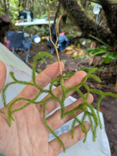 Hairtip clubmoss (Lycopodium venustulum)