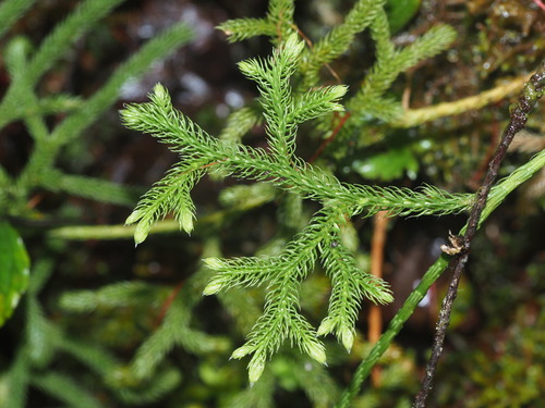Hairtip clubmoss (Lycopodium venustulum)