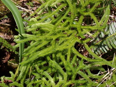 Hairtip clubmoss (Lycopodium venustulum)