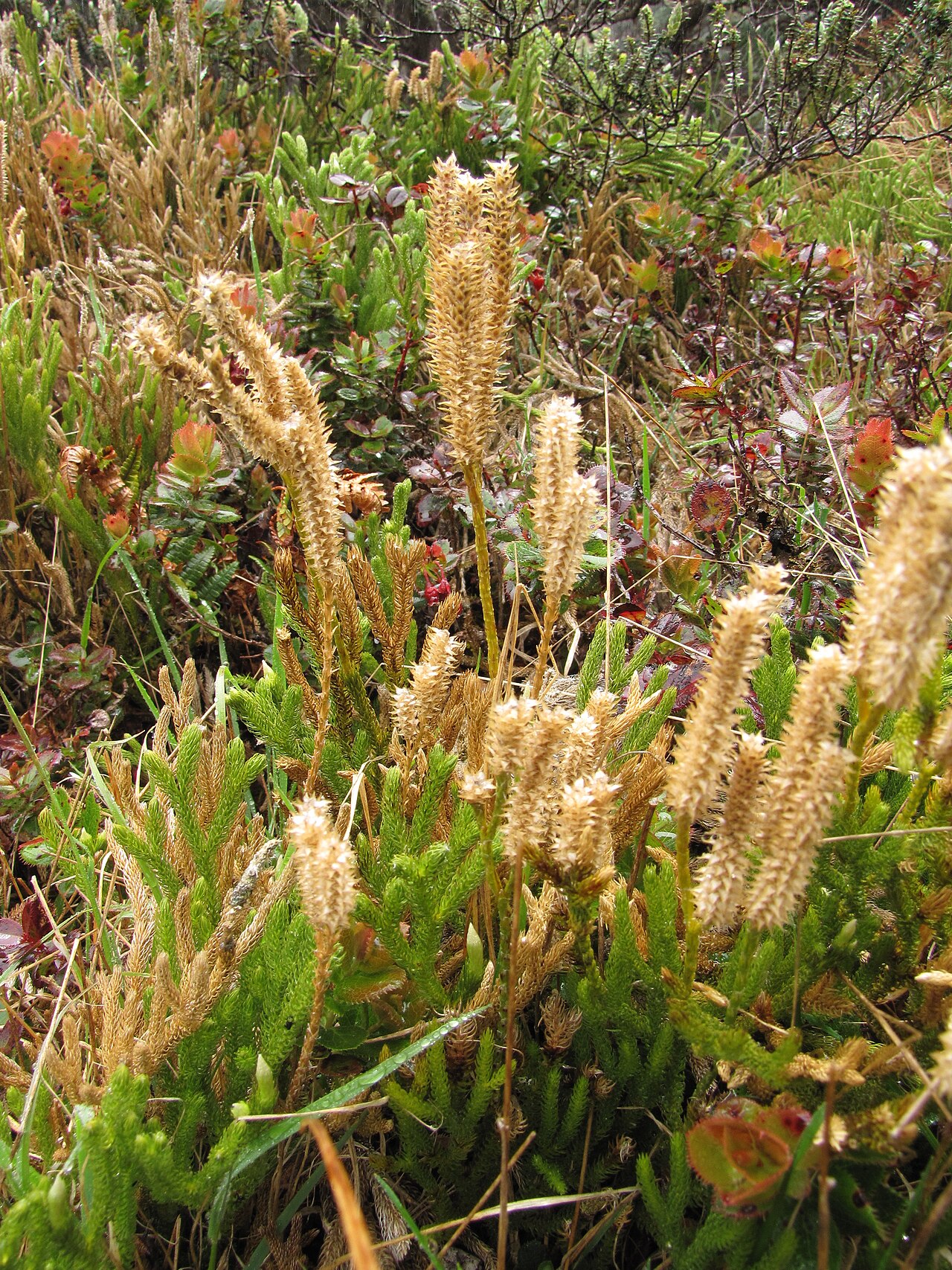 Hairtip clubmoss: Lycopodium venustulum var. venustulum (Lycopodium) Fertile strobilus at Waikamoi, Maui, Hawaii. April 12, 2010 #100412-4730 Image Use Policy