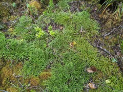 Hairtip clubmoss (Lycopodium venustulum)