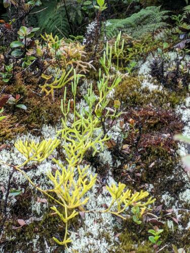 Hairtip clubmoss (Lycopodium venustulum)