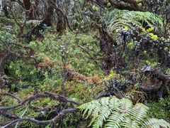Hairtip clubmoss (Lycopodium venustulum)