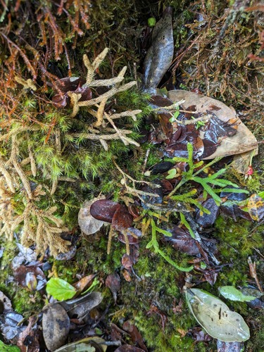 Hairtip clubmoss (Lycopodium venustulum)
