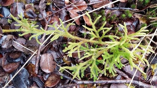 Hairtip clubmoss (Lycopodium venustulum)