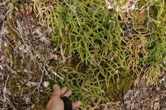 Hairtip clubmoss (Lycopodium venustulum)