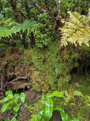 Hairtip clubmoss (Lycopodium venustulum)
