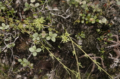 Hairtip clubmoss (Lycopodium venustulum)