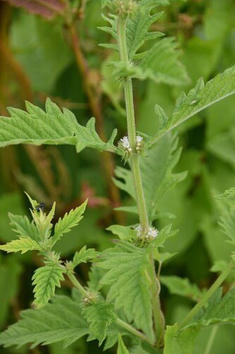 Gypsywort (Lycopus europaeus)