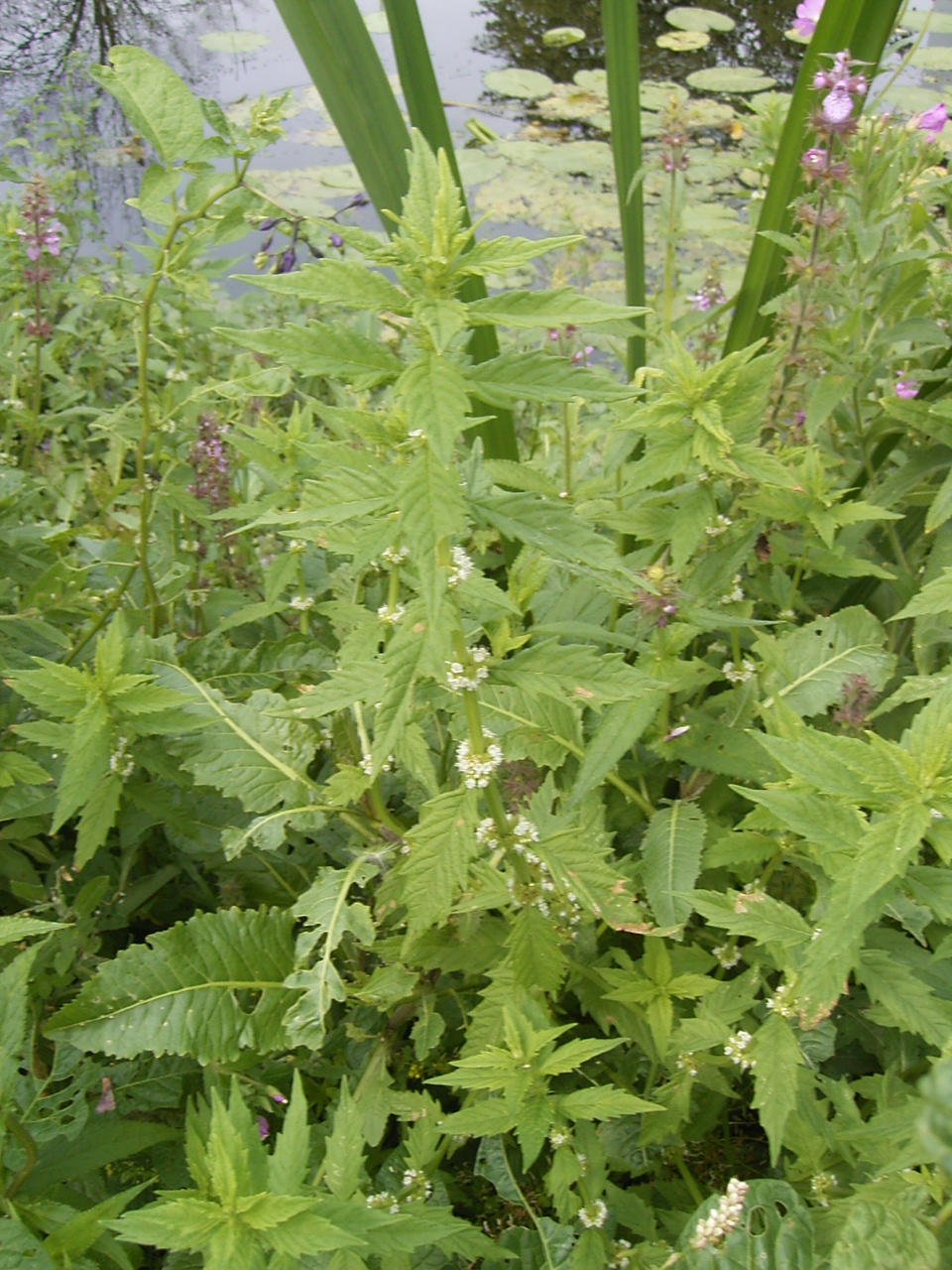 Gypsywort: Deze foto toont de plant Wolfspoot. Ik nam de foto op 29 juli 2005 op bedrijventerrein Goudse poort in Gouda , Nederland . This photo shows the Lycopus europaeu