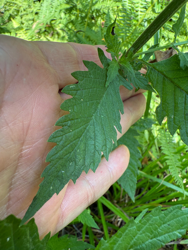Gypsywort (Lycopus europaeus)
