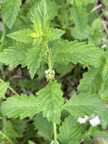 Gypsywort (Lycopus europaeus)