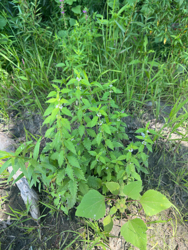 Gypsywort