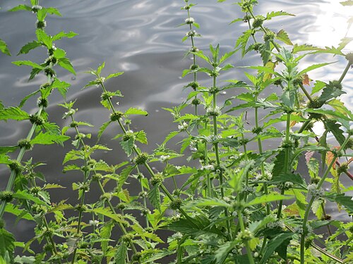 Gypsywort: Ufer-Wolfstrapp ( Lycopus europaeus ) an der Saar in Saarbrücken