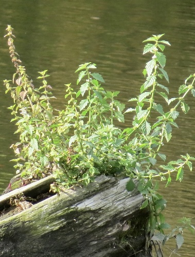 Gypsywort (Lycopus europaeus)
