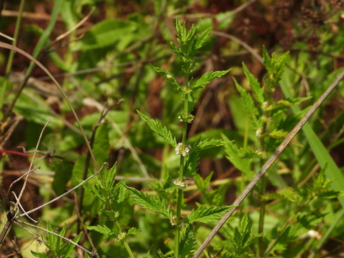 Gypsywort (Lycopus europaeus)