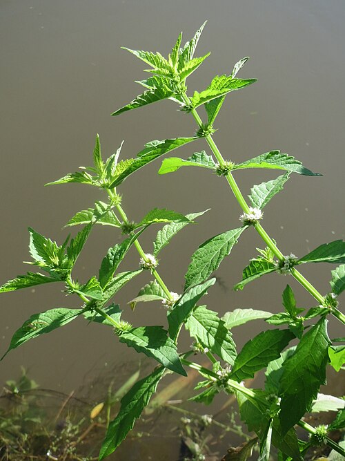 Gypsywort: Ufer-Wolfstrapp ( Lycopus europaeus ) am Kraichbach in Hockenheim