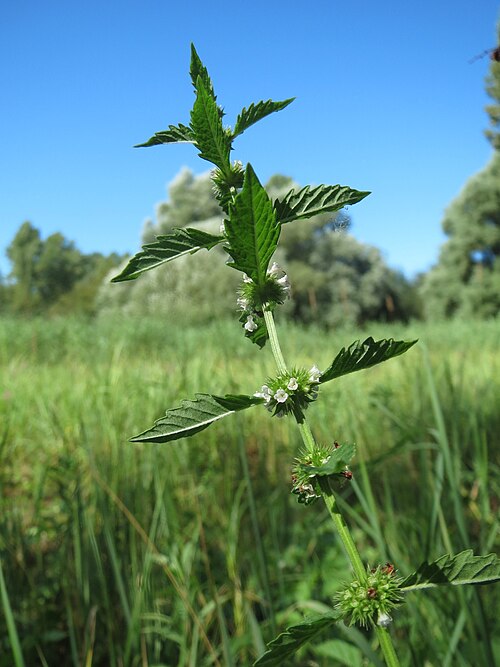 Gypsywort: Ufer-Wolfstrapp ( Lycopus europaeus ) im Naturschutzgebiet "St. Arnualer Wiesen"