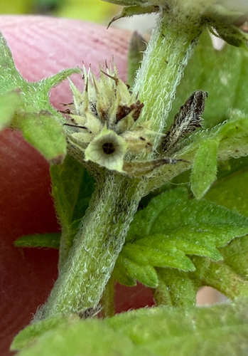 Gypsywort (Lycopus europaeus)