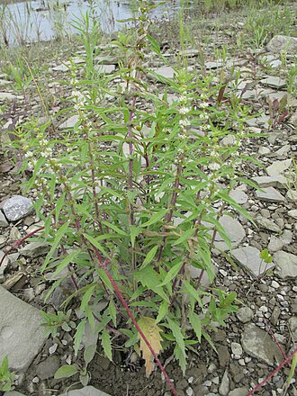 Northern bugleweed: Nom français : lycope à une fleur. Nom anglais : northern water-horehound. Plants du lycope à une fleur, en milieu naturel.