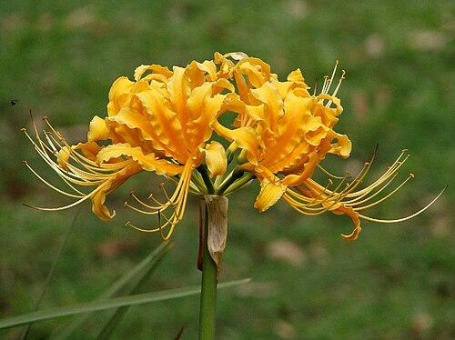 Lycoris aurea: Stunning flowers, growing from a bulb. ~0.5m tall Amaryllidaceae family Lycoris aurea Native to Asia (China, Vietnam,Thailand ) They are the most unpredictable 