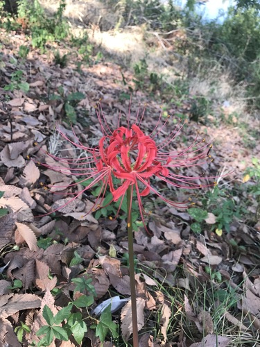 Red spider lily (Lycoris radiata)