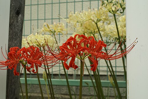 Red spider lily: Cluster-Amaryllis