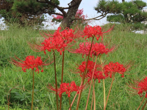 Red spider lily (Lycoris radiata)