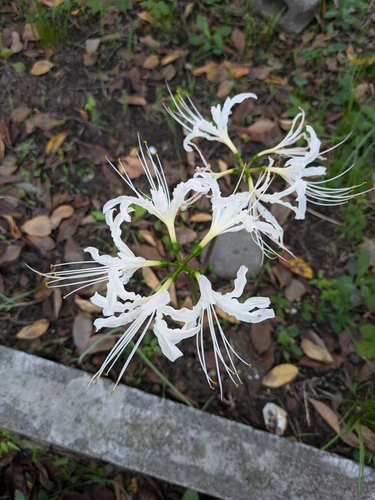 Red spider lily (Lycoris radiata)