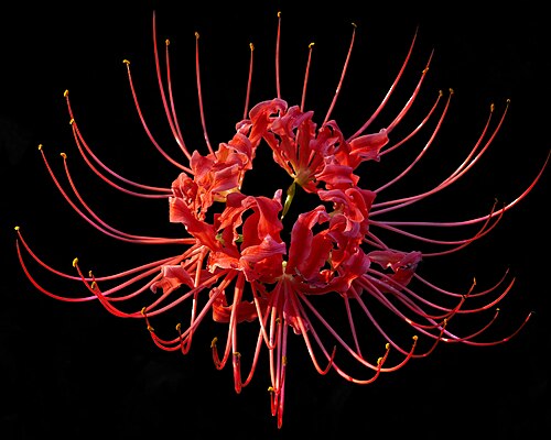 Red spider lily: Japanese Name: 彼岸花, ヒガンバナ Distribution: Nepal to C. & S. Japan ((29) sey 36 CHC CHN CHS 38 JAP KOR nns 40 NEP (74) ill (78) ala fla geo kty lou vrg) Lifeform: B