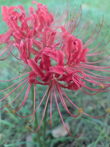 Red spider lily (Lycoris radiata)