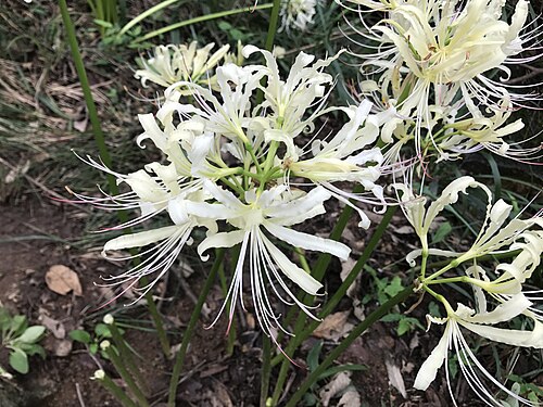 Red spider lily: 白いヒガンバナ