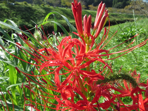 Red spider lily (Lycoris radiata)