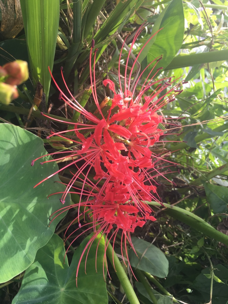 Red spider lily (Lycoris radiata)
