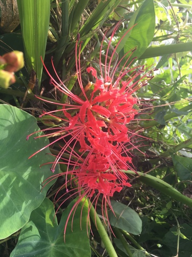 Red spider lily