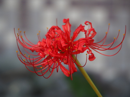 Red spider lily (Lycoris radiata)
