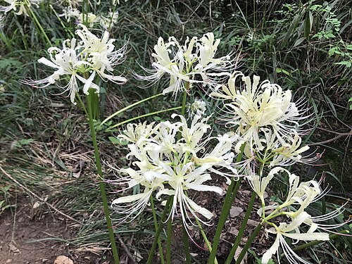 Red spider lily: 白いヒガンバナ